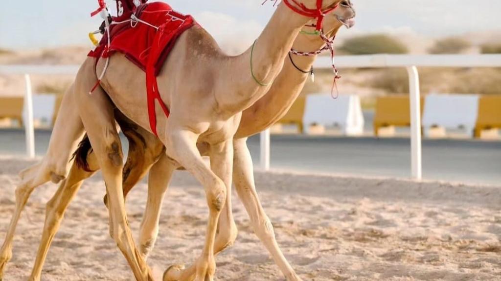 Sheikh Faisal, Camel Race Track and Equestrian Club - Private Tour - Image 3